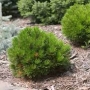 Pušis baltažievė (Pinus  leucodermis) 'Smidtii'